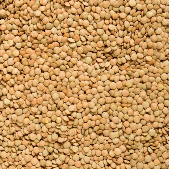 Green lentils Laird organic 5 kg   COUNTRY LIFE